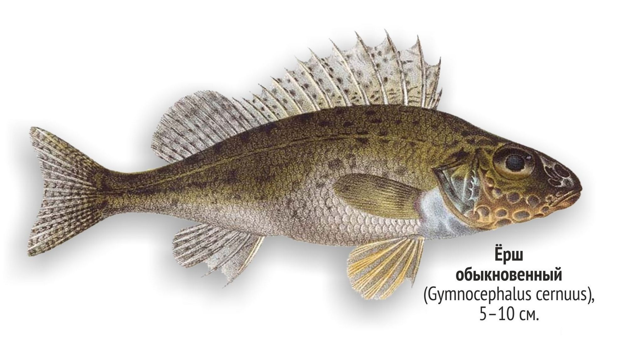 Gymnocephalus cernua (Linnaeus, 1758)